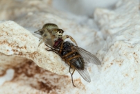 Une femelle (Araneae - Salticidae - Macaroeris nidicolens)